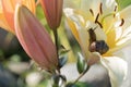 Snail on the background of a flower