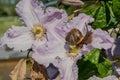 Snail on the background of a flower