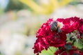 Snail on the background of a flower