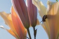 Snail on the background of a flower