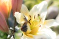 Snail on the background of a flower