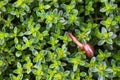 Snail on a background of growing thyme Royalty Free Stock Photo