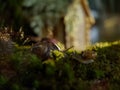 Snail on the background of the house in the evening Royalty Free Stock Photo