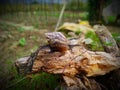 Snail background seen above the fallen tree