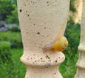 Snail on the balusters