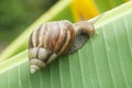 Snail on banana leaf