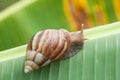 Snail on banana leaf