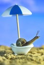 snail in the bath on the beach. rest by the sea. conceptual macro photo