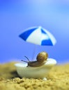 snail in the bath on the beach. rest by the sea. conceptual macro photo