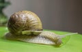 Snail Royalty Free Stock Photo