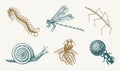 Snail Bee Dragonfly Butterfly. Insects Bugs Beetles And Bees Many Species In Vintage Old Hand Drawn Style Engraved