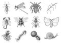 Snail Bee Dragonfly Butterfly. Scorpion And Spider. Insects Bugs Beetles And Many Species In Vintage Old Hand Drawn