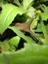 Snail Behind Leaves at Night