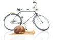 Snail and bicycle model on a white background. The speed of movement of vehicles in comparison