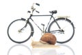 Snail and bicycle model on a white background. The speed of movement of vehicles in comparison