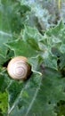 Synchronization Of Snail And A Leaf Of Prickly Edges
