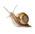 Snail with big shell on white background. Gold colors. For beauty skin products with mucin with firming effect