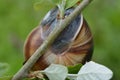 Snail