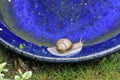 A snail at the bird bath