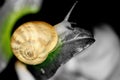 Snail in black and white Royalty Free Stock Photo