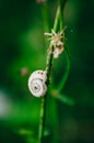 Snail on a a blade of grass Royalty Free Stock Photo