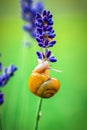 Snail on blooming lavender twig at green background Royalty Free Stock Photo