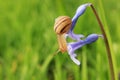 Snail on the blue flower Royalty Free Stock Photo