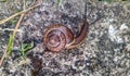 snail on a blurred concrete background in the daytime Royalty Free Stock Photo