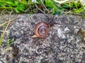 snail on a blurred concrete background in the daytime Royalty Free Stock Photo