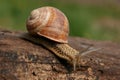 Snail on board Royalty Free Stock Photo