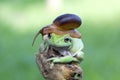 Snail on body tree frog, bestfrien animal, tree frog Royalty Free Stock Photo