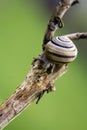 Snail on a branch