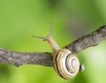 Snail on a branch