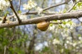A snail on a branch of a fruit tree. Pests on fruit trees are snails. In early spring, snails appeared on the tree.