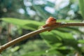 Snail on the branch of plant in raining on nature in the morning
