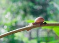 Snail on the branch of plant in raining on nature in the morning