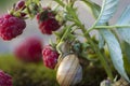 Snail on a branch with red raspberries Royalty Free Stock Photo