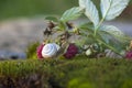 Snail on a branch with red raspberries Royalty Free Stock Photo