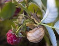 Snail on a branch with red raspberries Royalty Free Stock Photo