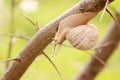 Snail on the branch of tree