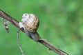 Snail on the branches. Live snail in the wild in the countryside. Grass, invertebrate.