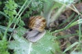 Snail on the branches. Live snail in the wild in the countryside. Grass, invertebrate. Closeup, field.