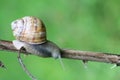 Snail on the branches. Live snail in the wild in the countryside. Grass, invertebrate.