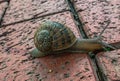 Snail on the brick road. Interesting view of wild snail.