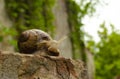 Snail on the bricks of a building. The snail over the cliff looks thoughtfully far away. The concept of inevitability, difficulty Royalty Free Stock Photo