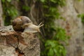 Snail on the bricks of a building. The snail over the cliff looks thoughtfully far away. The concept of inevitability, difficulty Royalty Free Stock Photo