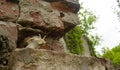 Snail on the bricks of the building. Snails over the cliff are frightened from the height. The concept of inevitability, Royalty Free Stock Photo