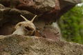 Snail on the bricks of the building. Snails over the cliff are frightened from the height. The concept of inevitability, Royalty Free Stock Photo