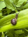 Snail on a bright green leaf, dew drops, close-up, macro photography Royalty Free Stock Photo