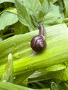 Snail on a bright green leaf, dew drops, close-up, macro photography Royalty Free Stock Photo